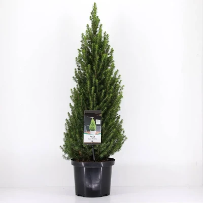 Afbeelding van Picea glauca perfecta 60 70 cm Warentuin natuurlijk