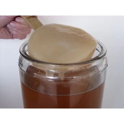 Afbeelding van SCOBY Kombucha chocolade schijf + handleiding recepten hulp en tips in het Frans KEFIRALIA®