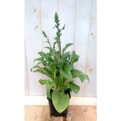 Afbeelding van Vingerhoedskruid blauw 40 cm Warentuin natuurlijk