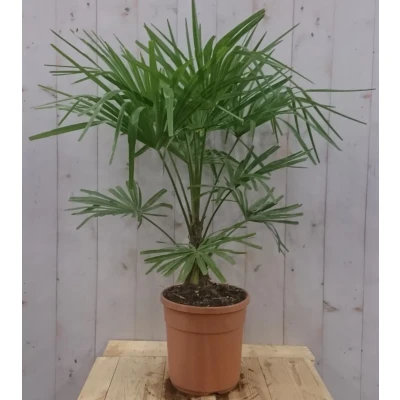 Afbeelding van Winterharde Palmboom stamhoogte 20 cm en hoogte 110 Warentuin Natuurlijk