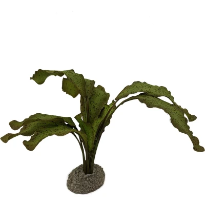 Afbeelding van Aqua Della Aquariumplanten (voeding) Vissen Echinodorus 1 5cm Groen 1st
