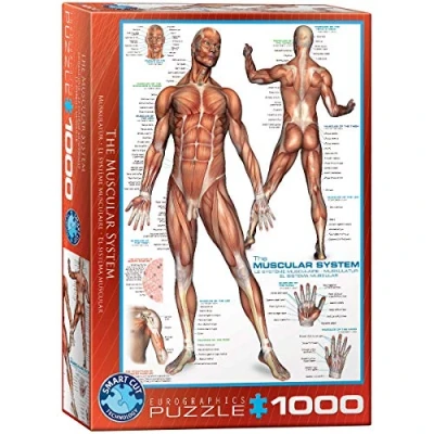 Image de Puzzle Eurographics Muskelsystem, 1000 pièces