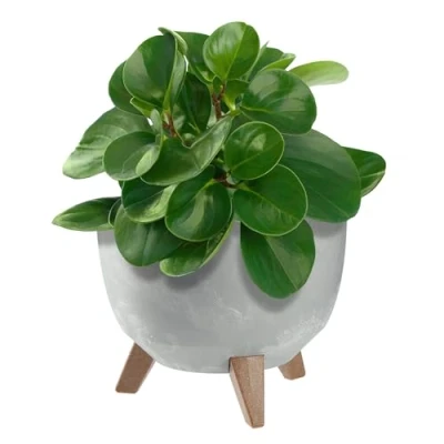 Afbeelding van KADAX Ronde bloempot van kunststof met drie houders, voor balkon, woonkamer, grijs, diameter 24 cm