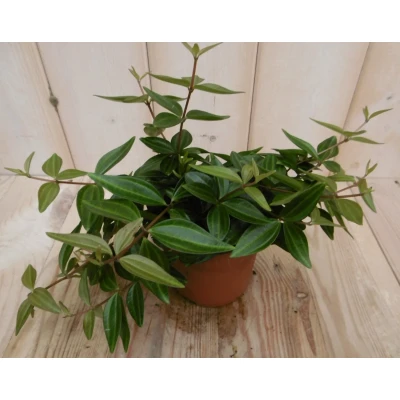 Afbeelding van 2 stuks! Peperomia angulata licht groen