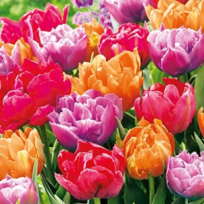 Afbeelding van Set van 20 kleurrijke tulpen servetten lente / bloemen 33 x cm