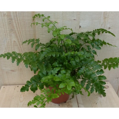 Afbeelding van Varen Asplenium Parvati Warentuin Natuurlijk