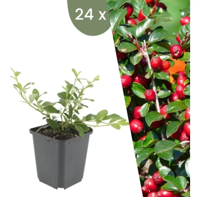 Afbeelding van Plants by Frank 24 Dwergmispel planten Cotoneaster dammeri Winterharde bodembedekker tuinplanten vaste meerjarig