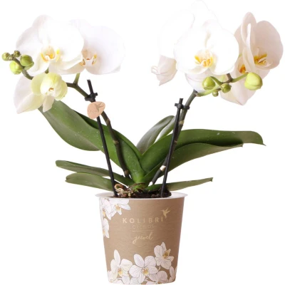 Afbeelding van White orchid Jewel Greenland Ø9cm