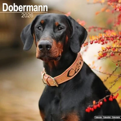 Afbeelding van Dobermans Kalender 2025 2026