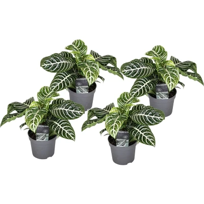 Afbeelding van Aphelandra Set van 4 Zebraplant Pot 13cm Hoogte 25 45cm P13 x4