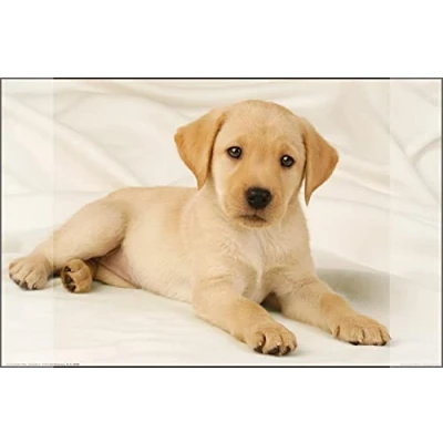 Afbeelding van Kangaro K 0014D108 Bureauonderlegger Pp 38X58Cm Dessin Labrador Wit