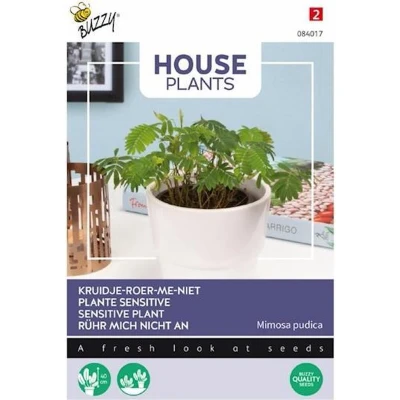 Afbeelding van House Plants Mimosa pudica kruidje roer me niet Buzzy