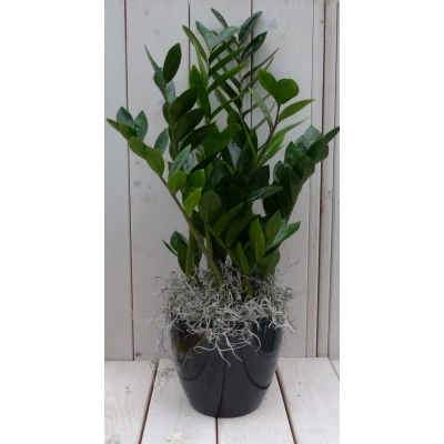 Afbeelding van Zamioculcas in zwart/antraciete pot 55 cm Warentuin Natuurlijk