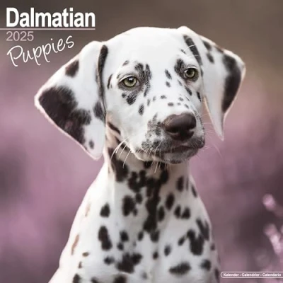 Afbeelding van Dalmatier Kalender Puppies 2025