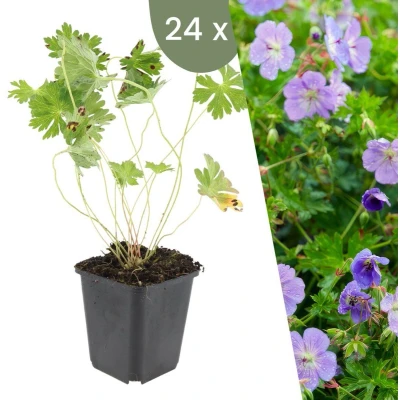 Afbeelding van Plants by Frank 24 Ooievaarsbek planten Geranium &#039;Rozanne&#039; Winterharde bodembedekker tuinplanten vaste meerjarig