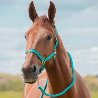 Image de Horka Ensemble Licol Dime Baltic Poney