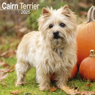 Afbeelding van Cairn Terrier Kalender 2025
