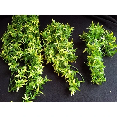 Afbeelding van Komodo Croton Plant 30 cm