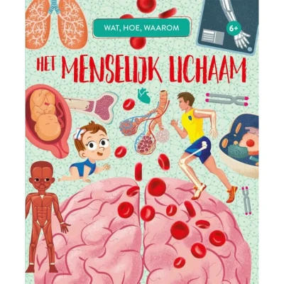 Afbeelding van Uitgeverij rebo wat, hoe, waarom het menselijk lichaam