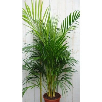 Afbeelding van Kamerplant Arecapalm 120 cm Warentuin Natuurlijk