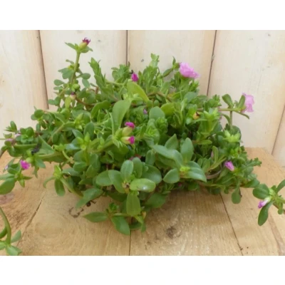 Afbeelding van 3 stuks! Portulaca eenjarig roze