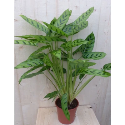 Afbeelding van Calathea Leopardina Pauwenplant lichtgroen smal blad 60 cm Warentuin Natuurlijk