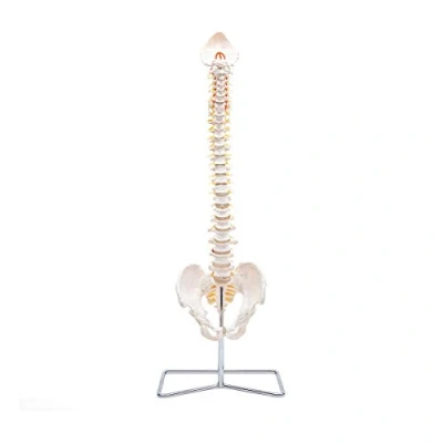 Afbeelding van Elementary Anatomy de wervelkolom voor een klein budget model van menselijke wervelkolom, flexibel, natuurlijke grootte