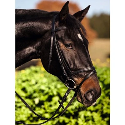 Image de Kerbl Bride Eurohorse Noir Full