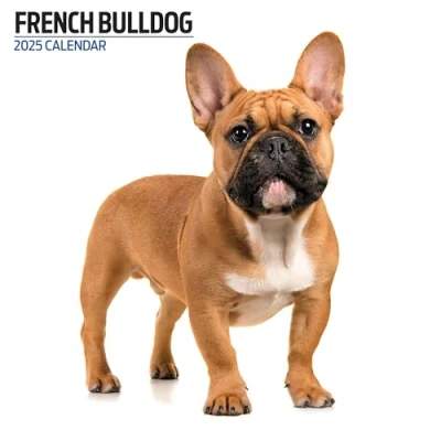 Afbeelding van Franse Bulldog Kalender 2025 Modern