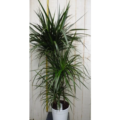 Afbeelding van Kamerplant Drakenbloedboom Dracaena Marginata smal blad Groen 120 cm Warentuin Natuurlijk
