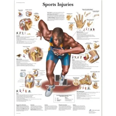 Afbeelding van 3B Scientific VR1188L Anatomie sportblessuretabel gelamineerde versie