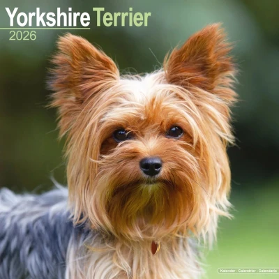 Afbeelding van Yorkshire Terriers Kalender 2025 2026