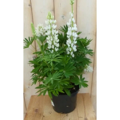 Afbeelding van Lupinus wit 50 cm Warentuin natuurlijk