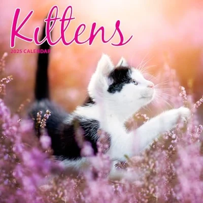 Afbeelding van Kittens Kalender 2025