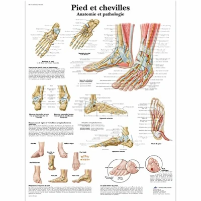 Afbeelding van 3B Scientific Anatomisch model voet/pluggen