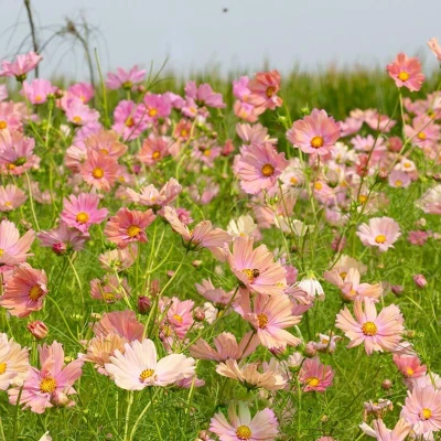 Afbeelding van Cosmos Bipinnatus Apricotta