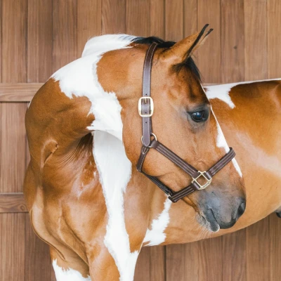 Image de Kentucky Leather Halter Wellington