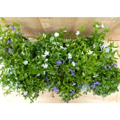 Afbeelding van Vinca Minor maagdenpalm 6 potjes per tray kleur mix Warentuin natuurlijk