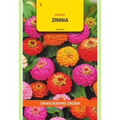 Afbeelding van Zinnia pompon gemengd