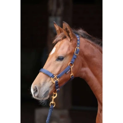 Afbeelding van Covalliero Veulen Halster TopLine Navy