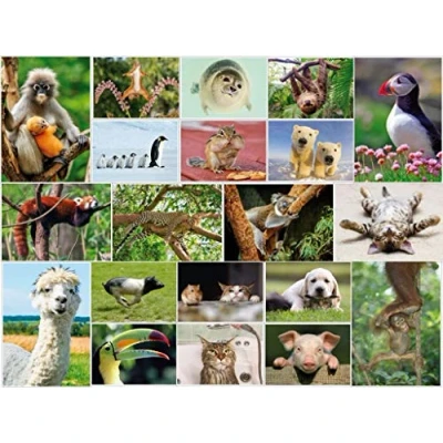 Afbeelding van Edition Colibri Set van 20 grappige en coole ansichtkaarten met dieren (20 ansichtkaarten) voor verzamelaars postcrossing
