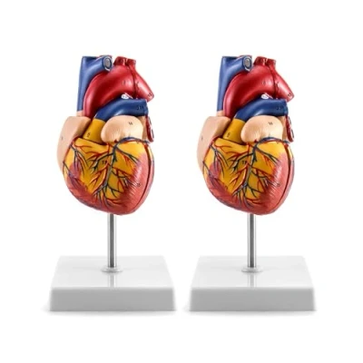 Afbeelding van QWORK Set van 2 modellen menselijk hart, anatomisch nauwkeurig, delig genummerd, ware grootte, met 34 anatomische structuren, magneten op de basis bij elkaar gehouden