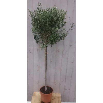 Afbeelding van Olijfboom Olea stamhoogte 70 cm en boomhoogte140 Warentuin Natuurlijk