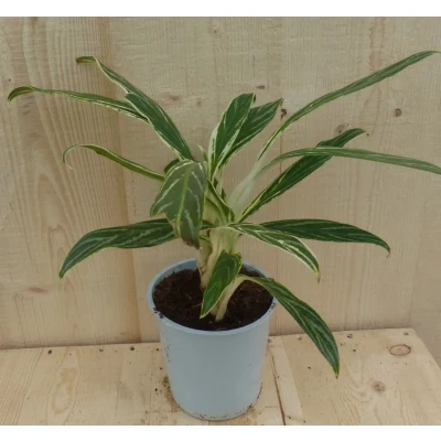 Afbeelding van Aglaonema 30 cm Warentuin Natuurlijk