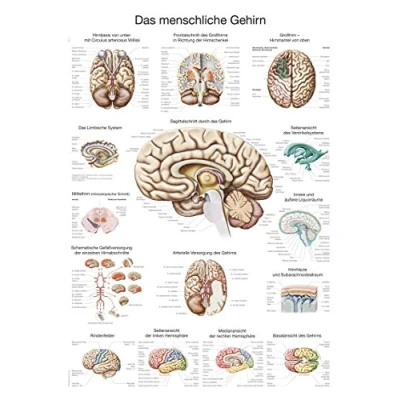 Afbeelding van Het menselijk lichaam anatomie poster hersenen (papier, 50x70 cm) + ophangsysteem