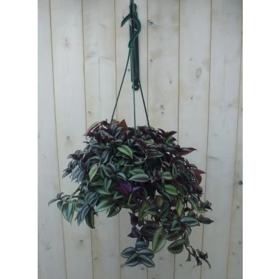 Afbeelding van Hangplant Tradescantia donker rood Warentuin Natuurlijk