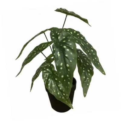 Afbeelding van Leaf Design UK Realistische kunstplant met begonia maculata pot, 35 cm, zwart