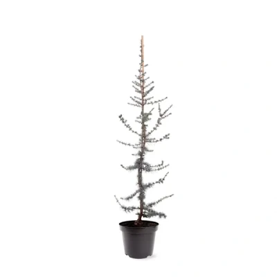 Afbeelding van Cedrus libani Glauca 80 100 cm Conifeer Warentuin natuurlijk