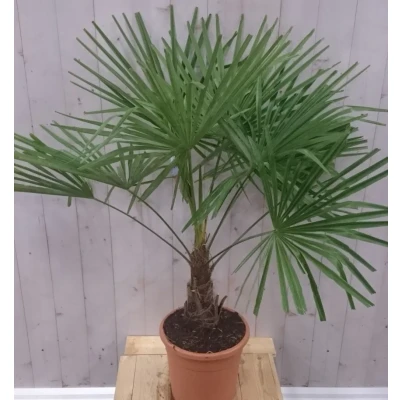 Afbeelding van Winterharde Palmboom stamhoogte 20 cm en hoogte 130 Warentuin Natuurlijk
