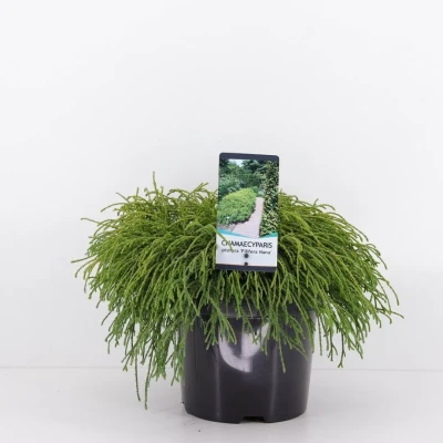 Afbeelding van Chamaecyparis pis filifera nana 30 cm Warentuin Natuurlijk